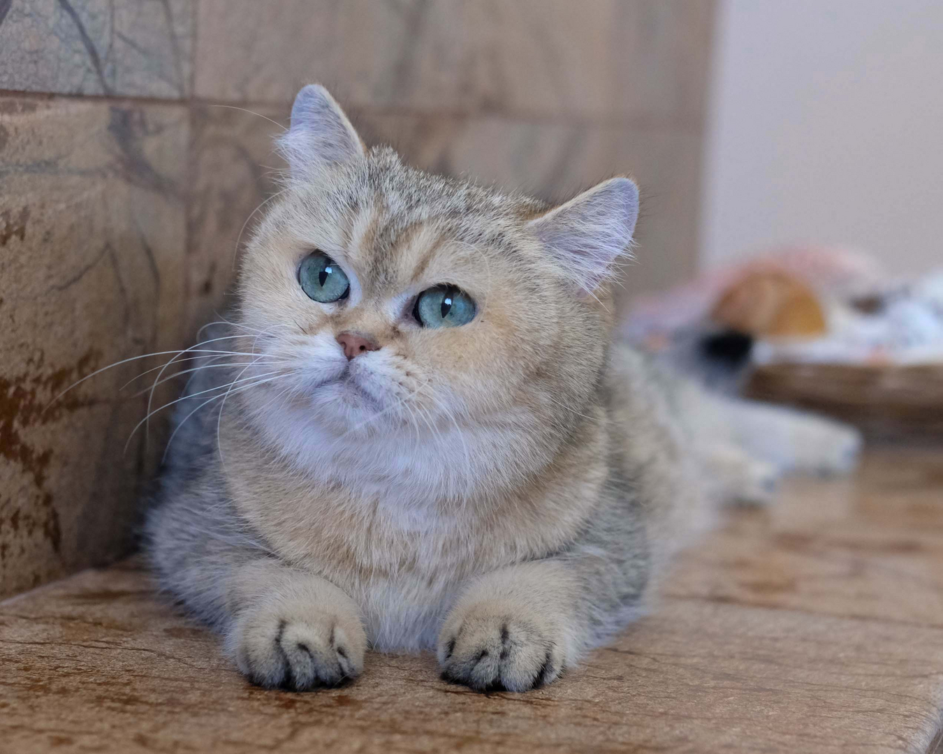 unoa 【Victorian cats Blue green】 British Shorthair Kittens | Silvertails