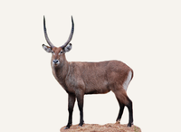 Central African Republic Waterbuck