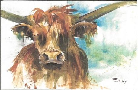 Highlander Cow