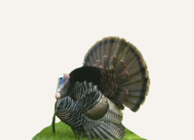 Hunting Turkey British Columbia
