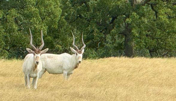 Exotic Hunts in Texas