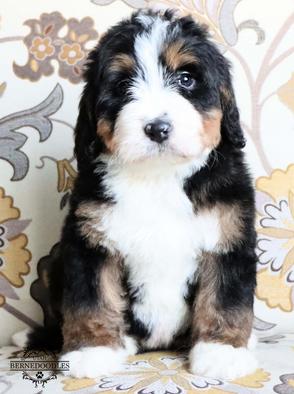 bernedoodlestricolorpuppy