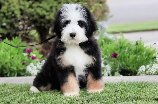 Trainedpuppy