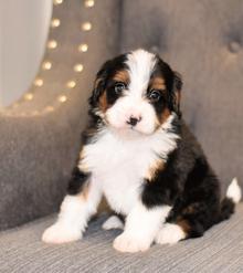 tiny bernedoodle puppies