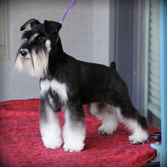 Upcoming Miniature Schnauzer Litters