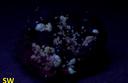 Fluorescent & phosphorescent Chrome Cerussite crystals Magnet Mine Tasmania Australia
