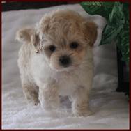 cream maltipoo puppy