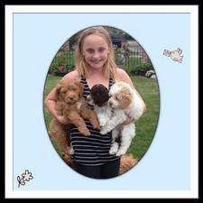 Grandkid holding mini labradoodle puppies; Puppies are red, parti white and brown and parti red and white markings