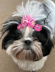 Contact us near Minneapolis, Minnesota to adopt a purebred, Sweetwater Shih Tzu