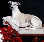 Alice sowders hot sale whippets