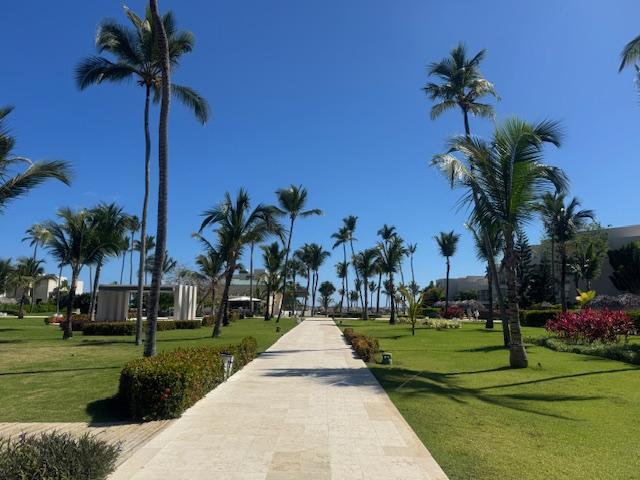 Beautiful palm trees