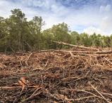 deforestation, palm oil, climate change, tropical forest