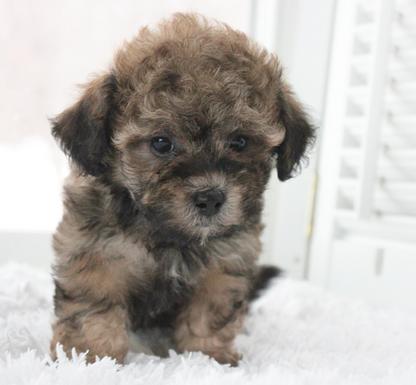 shichon poo for sale