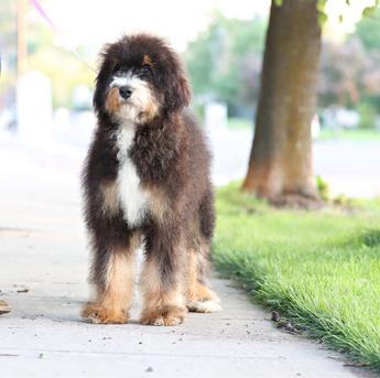 Mia Mini Bernedoodle