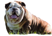 sable english bulldog