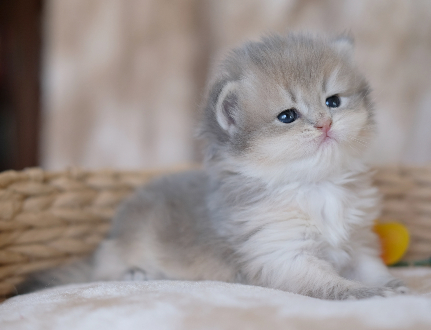 British Shorthair Longhair Cats Kittens