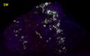 fluorescent FLUOBORITE with CHONDRODITE - Lime Crest Quarry (Lime Crest-Southdown Quarry), Sparta Township, Sussex County, New Jersey, USA - for sale