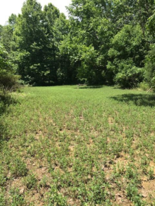 Kentucky alfalfa food plot