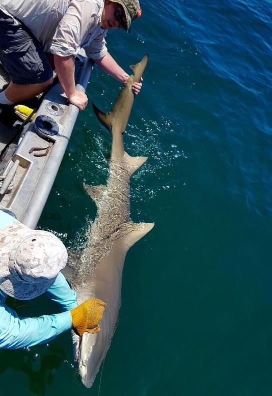 My wife catching a LEMON SHARK on a Fin-Nor Offshore spinning reel at the  beach 