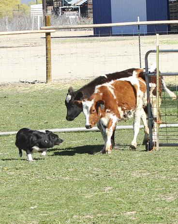 Australian shepherd hot sale herding cattle