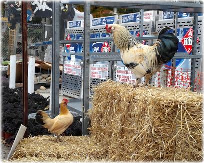 Carolina Chicken Coops Custom Backyard Chicken Coops