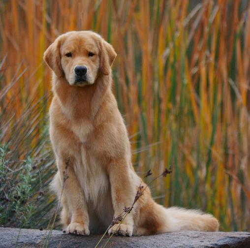 golden retriever on rock with yellow reeds in background