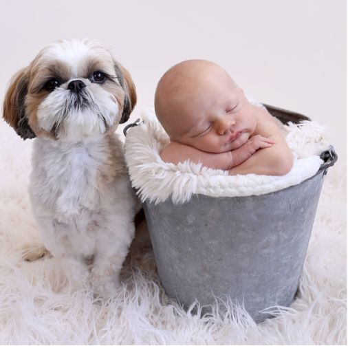 Pure shih tzu store puppies for sale