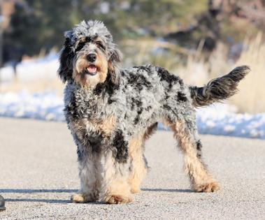 MIllie Bernese Dog