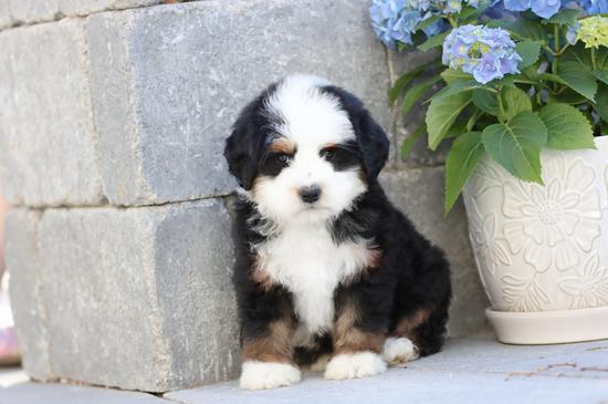 Trainedpuppy