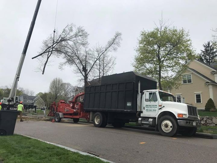 Princeton Tree Services - Tree Removals, Tree Trimming