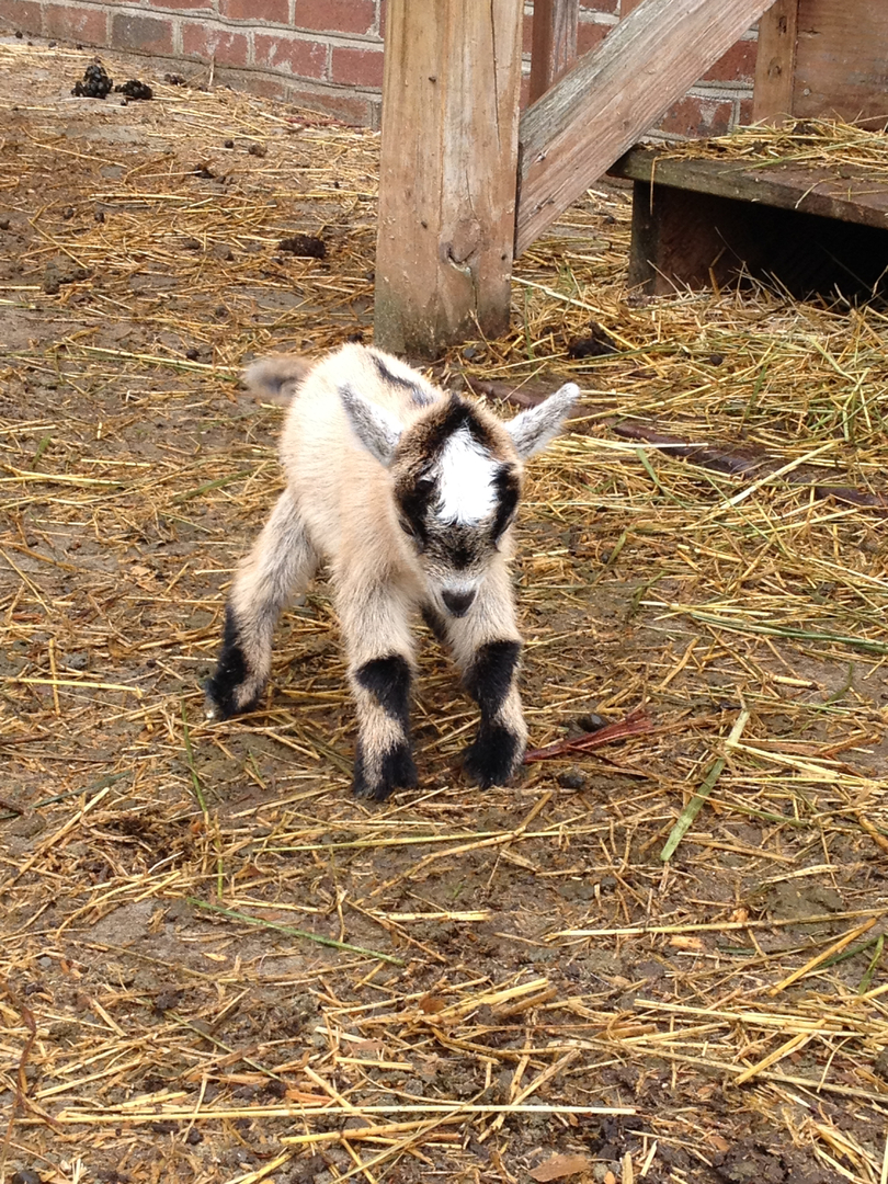 How Much Is A Baby Goat >> Pygmy Goats Simple Pleasures Farm Nc How Much Is A Baby Goat >> Pygmy Goats Simple Pleasures Farm Nc