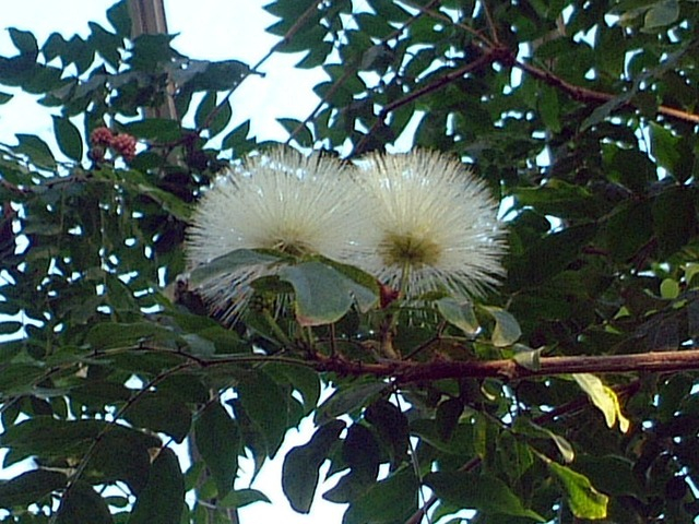 Powder deals puff plant