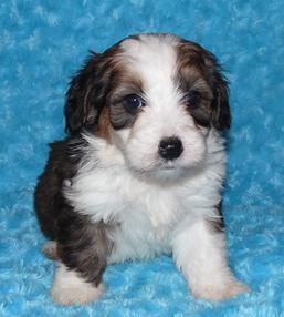 F1B Mini Bernedoodle