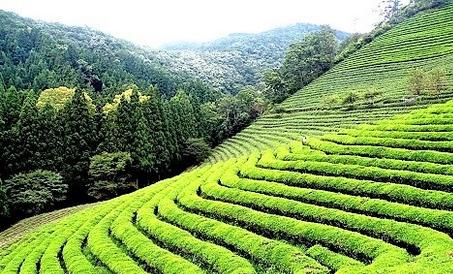 Tea Garden Tourism