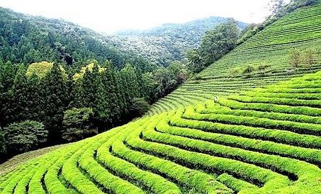 Tea Garden Tourism