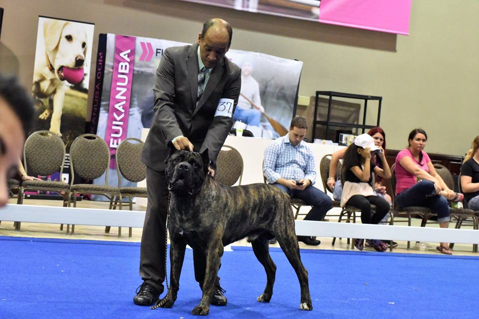 Cane corso dog show hot sale 2018