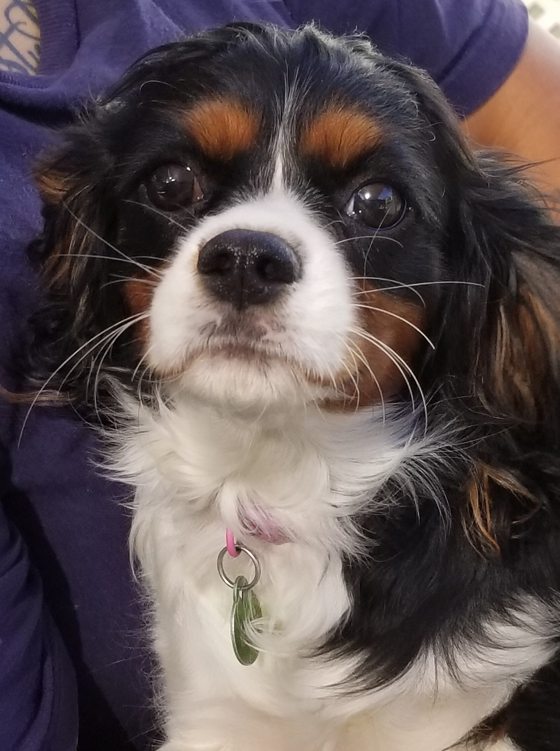 cavalier king charles spaniel papillon mix