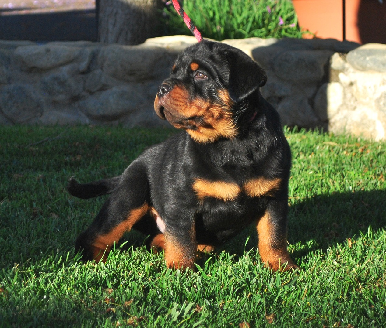 how much are purebred rottweiler puppies