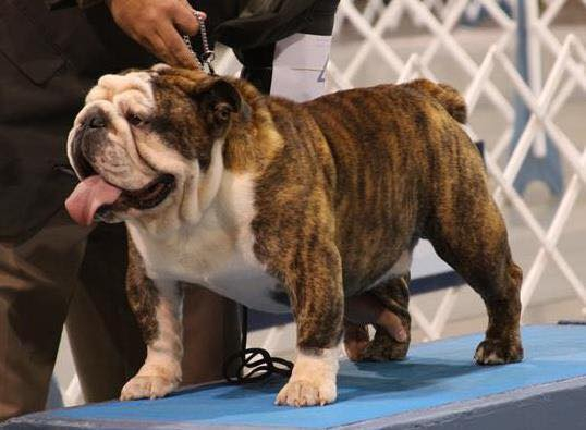 Red brindle hot sale english bulldog