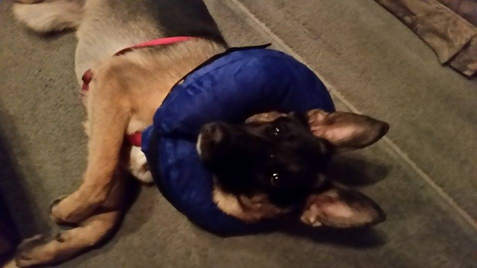 Neck pillow for dogs with megaesophagus sale