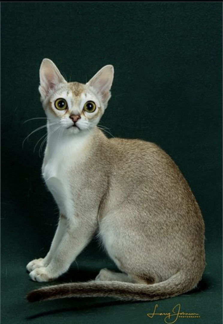 Singapura kittens for hot sale sale near me