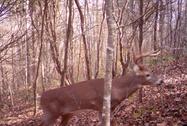 Booking a Kentucky deer hunt