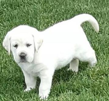 White Mountain Labradors