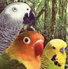 Parrot Birds - Link to Bird feed, Remington Feed sells premium bird food and bird toys to keep your bird entertained