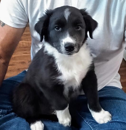 Black bi australian shepherd