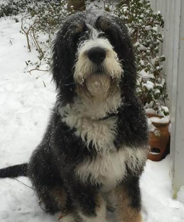 Bernedoodle Adult