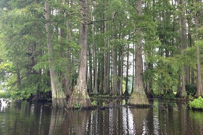 Swamp Cypress