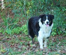 Nature Coast Aussies - Tucker