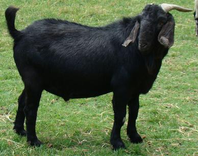 black boer goats for sale