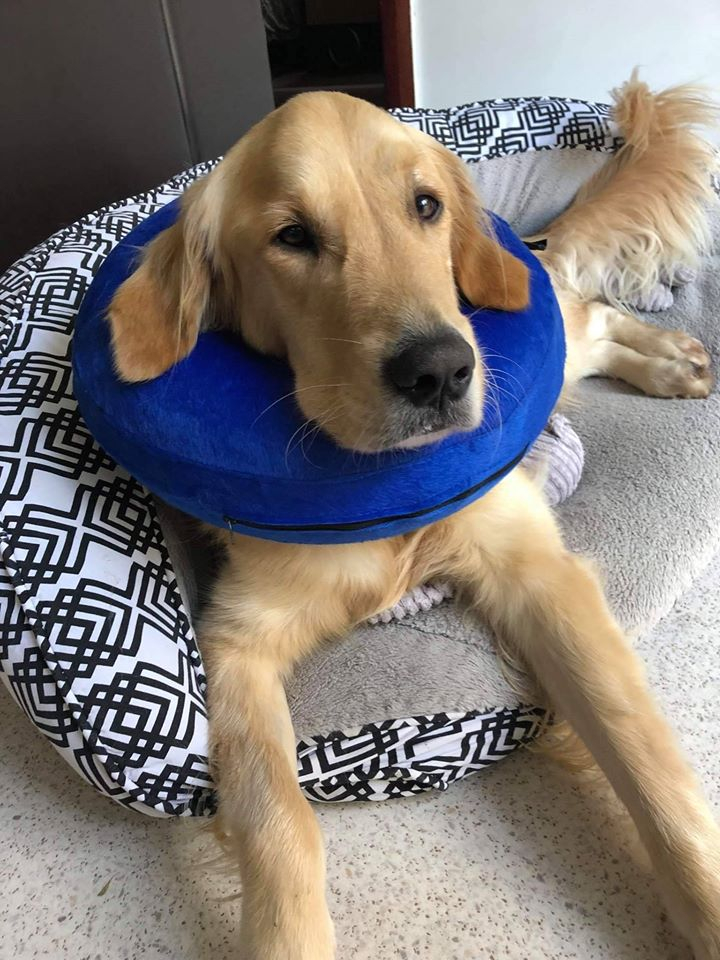 Dogs with Megaesophagus Information